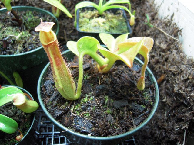 n. truncata.JPG