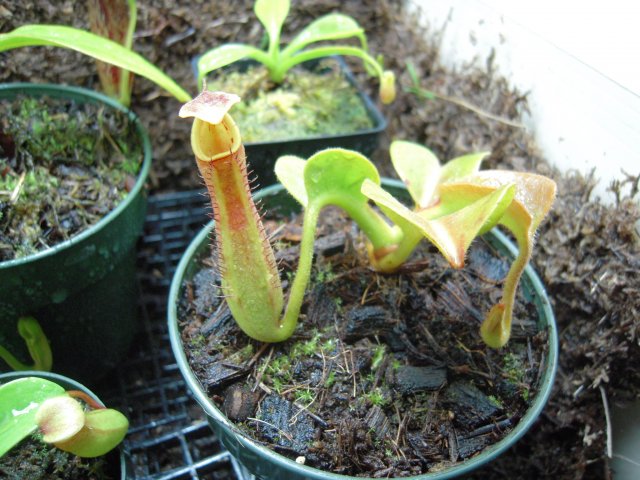 n. truncata (2).JPG