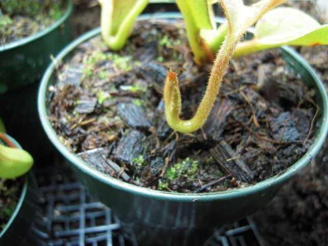 n. truncata baby pitcher.JPG