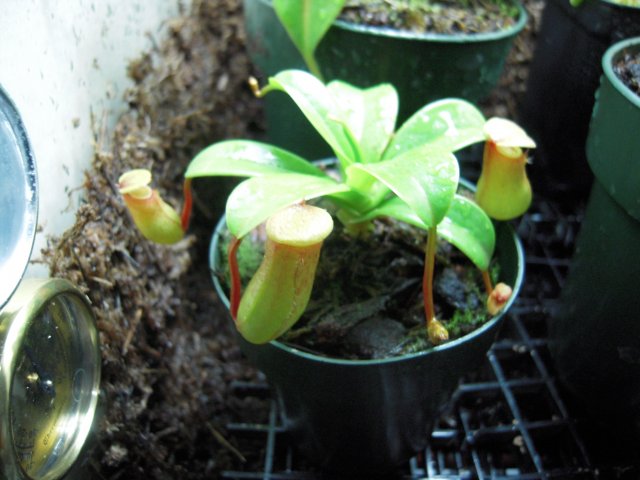 n. ventricosa.JPG