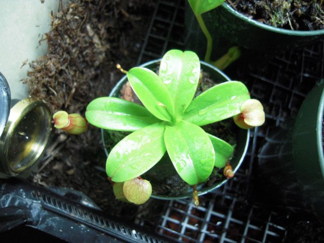 n. ventricosa_top.JPG
