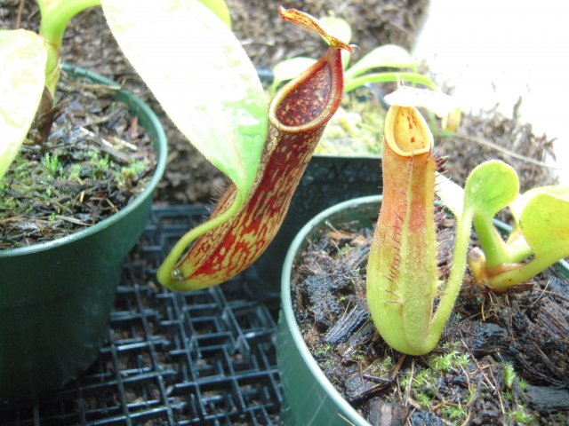 n's copelandii and truncata_lower pitchers.JPG