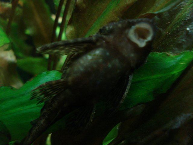fish0421 003.jpg