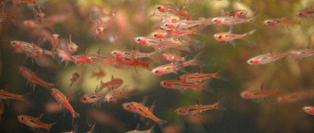 chilli rasbora edit.jpg