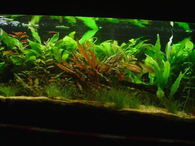 garden.jpg