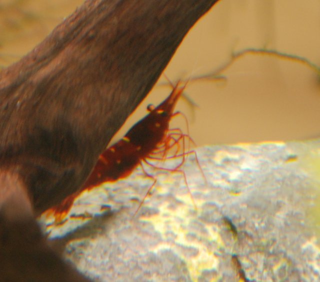 berried spinata edit.jpg
