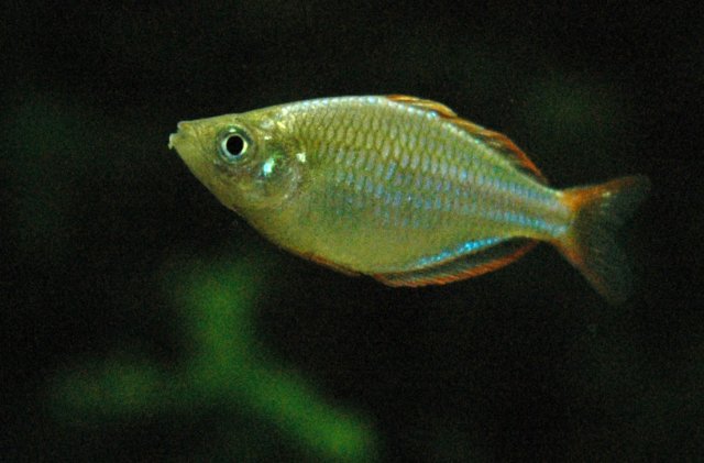 dwarf_rainbow_jan_31.jpg