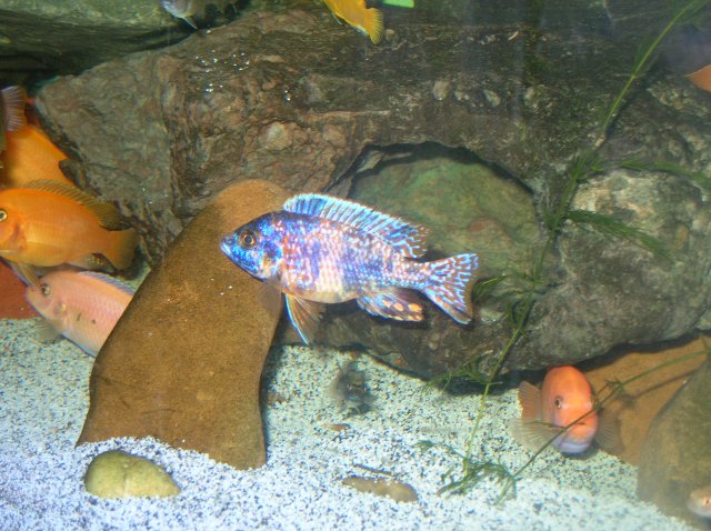 fish1 006 (2).JPG