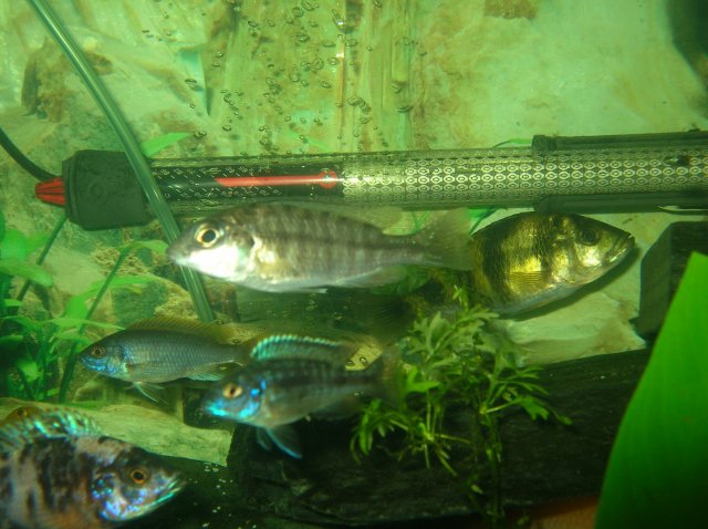 fish1 015.JPG