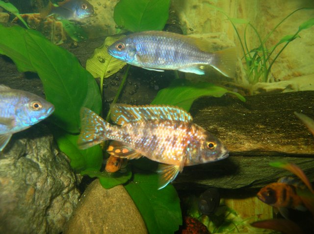 fish15 008.JPG