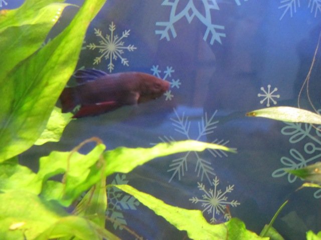 betta.JPG betta.JPG