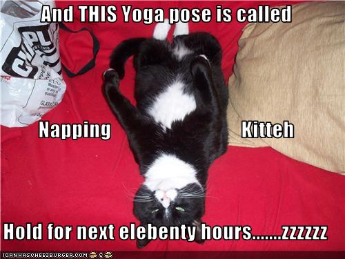 funny-pictures-cat-does-yoga.jpg