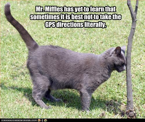 funny-pictures-cat-follows-directions.jpg