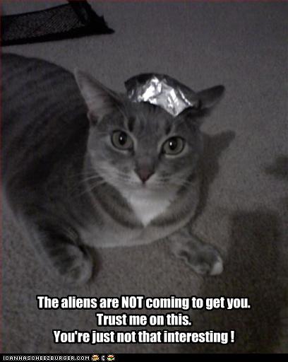funny-pictures-cat-has-foil.jpg