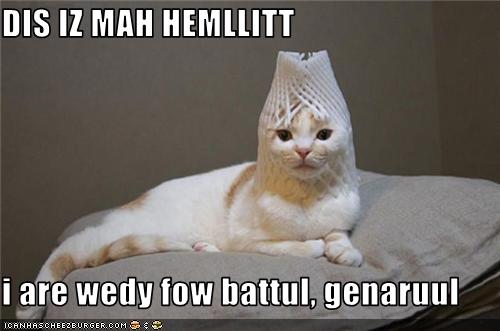 funny-pictures-cat-has-helmet.jpg