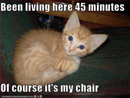 funny-pictures-kitten-has-chair.jpg