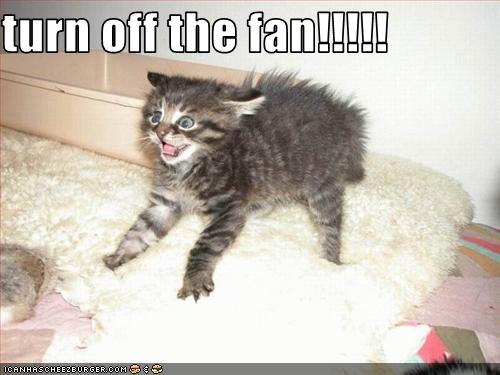 funny-pictures-kitten-hates-fan.jpg