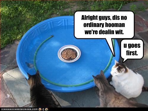 funny-pictures-food-is-in-pool.jpg