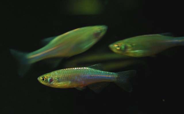 Copy of DSC_0650.JPG