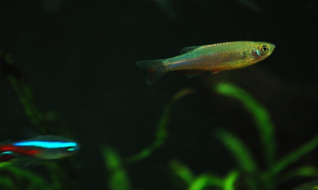 Copy of DSC_0654.JPG