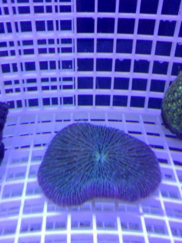 unknown coral 1.jpg