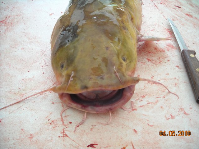 DSCN0415.JPG