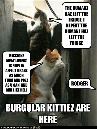 funny-pictures-cats-are-burglars.jpg
