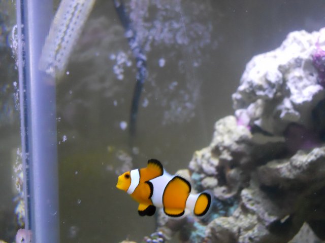 DSCN0035.JPG