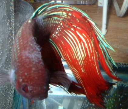 Flex1 red betta.jpg