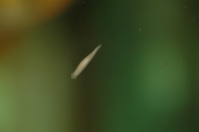 DSC_2253.JPG