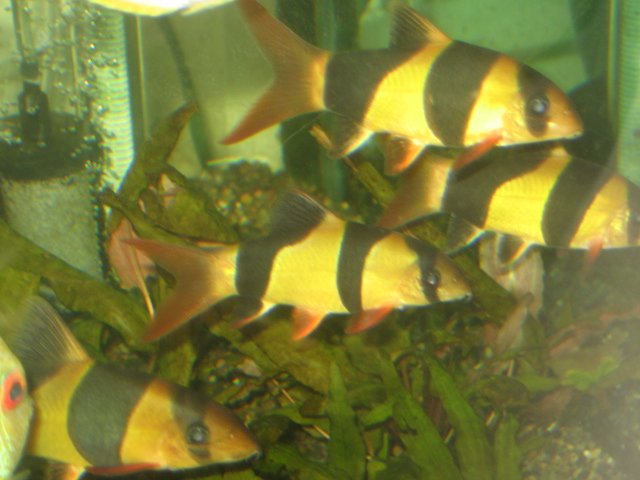 clown loaches.jpg clown loaches.jpg
