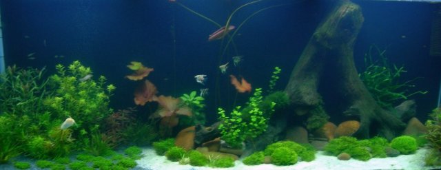 tank shots 011.JPG