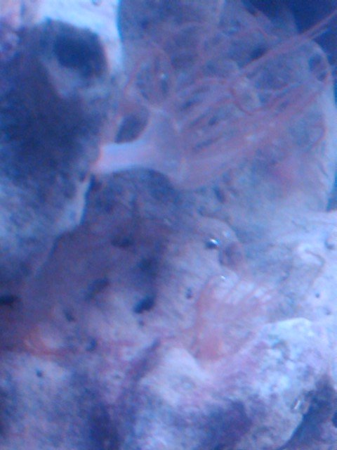 anenome.jpg