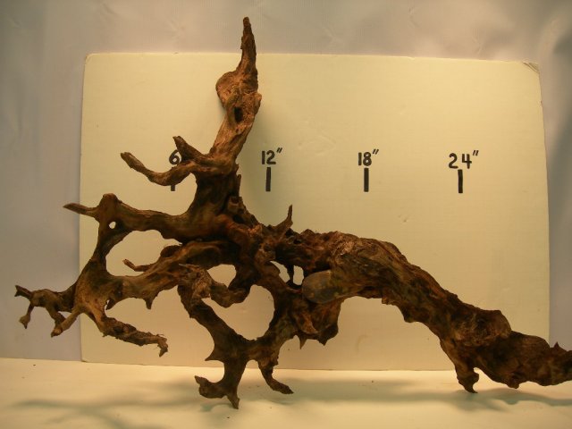 new roots 001.JPG
