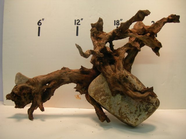 new roots 002.JPG