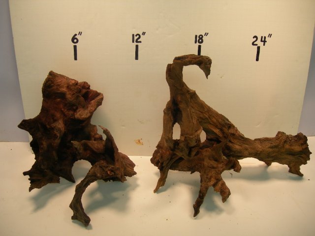 new roots 004.JPG