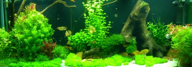 fishh 007.JPG