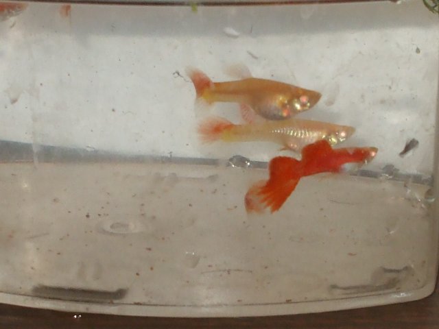 reds 001.JPG
