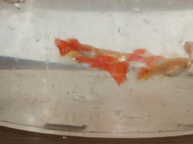 reds 002.JPG