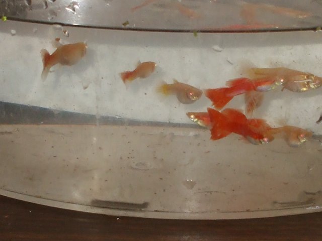 reds 004.JPG