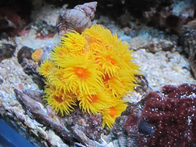Sun cup coral extended.JPG
