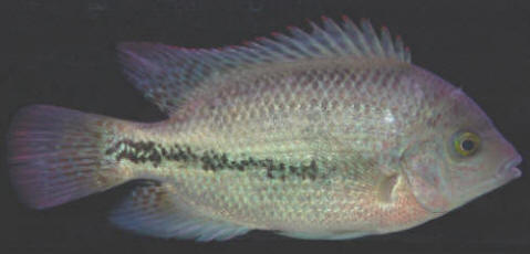 Cichli2060.jpg