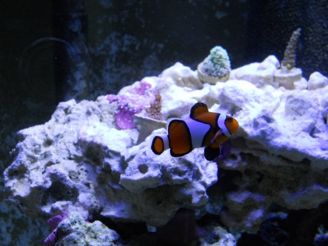 DSCN0085.JPG
