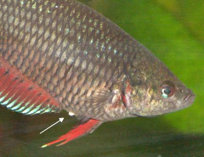 400px-Female_Betta_Ovipositer.jpg