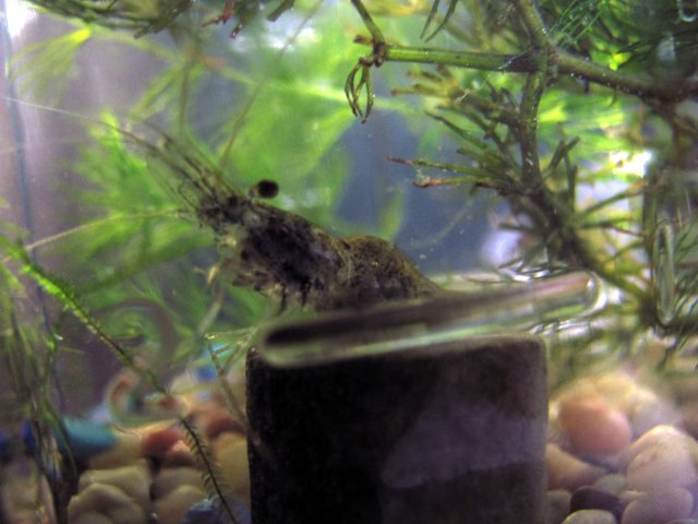 diy shrimp and snail