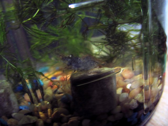 diy shrimp and snail
