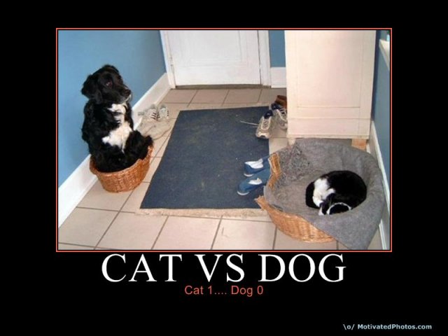 633847107769965630-CatVsDog.jpg