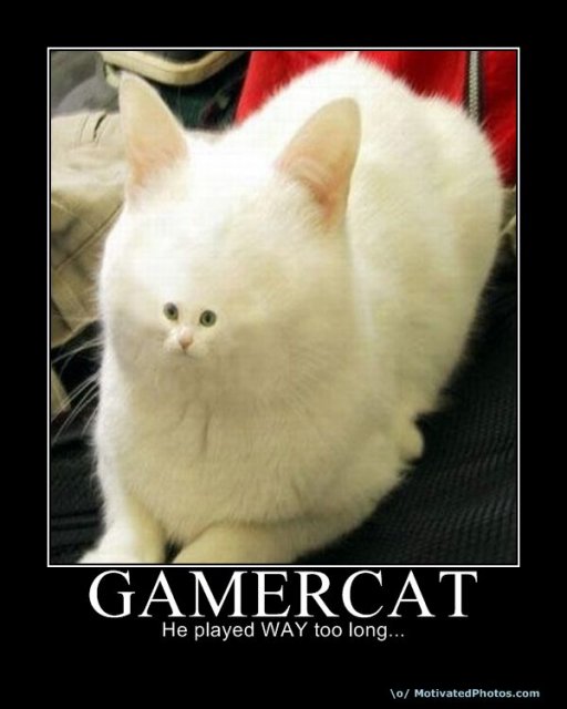 634077065079537440-Gamercat.jpg