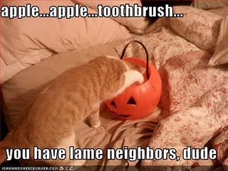 lolcat.jpg