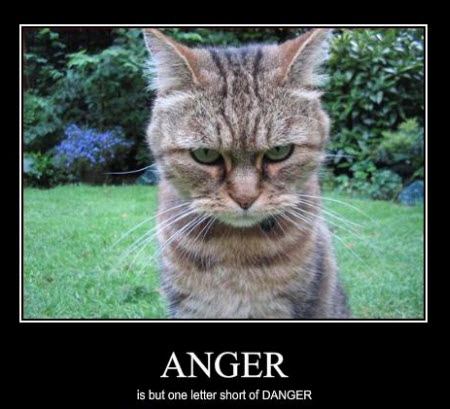 lolcats6719.jpg